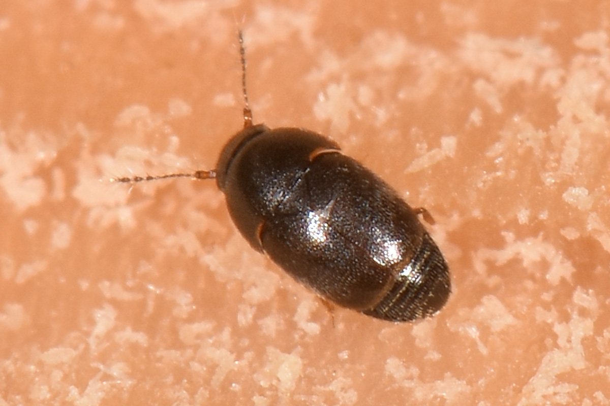 Ptiliidae?